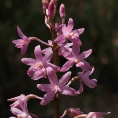 Dipodium roseum (Rosy Hyacinth Orchid) at Cotter River, ACT - 22 Dec 2015 by KenT