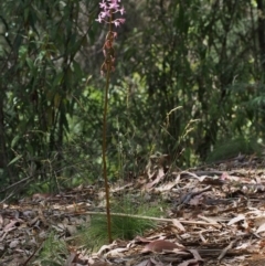 Dipodium roseum at Cotter River, ACT - 23 Dec 2015