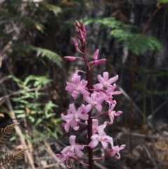 Dipodium roseum (Rosy Hyacinth Orchid) at Cotter River, ACT - 23 Dec 2015 by KenT