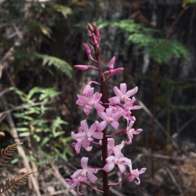 Dipodium roseum (Rosy Hyacinth Orchid) at Cotter River, ACT - 23 Dec 2015 by KenT