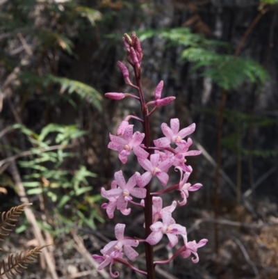 Dipodium roseum (Rosy Hyacinth Orchid) at Lower Cotter Catchment - 23 Dec 2015 by KenT