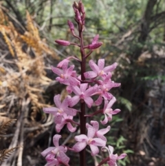 Dipodium roseum at Cotter River, ACT - suppressed