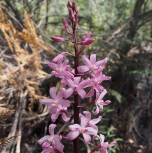 Dipodium roseum at Cotter River, ACT - suppressed