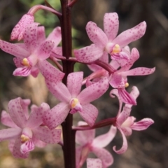 Dipodium roseum at Cotter River, ACT - 23 Dec 2015