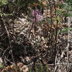 Dipodium roseum at Cotter River, ACT - suppressed