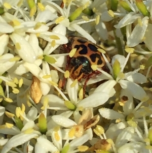 Bursaria spinosa at Googong, NSW - 25 Dec 2015 10:49 AM