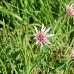 Tragopogon porrifolius subsp. porrifolius (Salsify, Oyster Plant) at Fyshwick, ACT - 24 Dec 2015 by ArcherCallaway