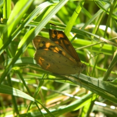 Heteronympha merope (Common Brown Butterfly) at Fyshwick, ACT - 24 Dec 2015 by ArcherCallaway