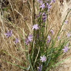 Caesia calliantha (Blue Grass-lily) at Hawker, ACT - 9 Dec 2015 by nolam