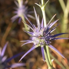 Eryngium ovinum (Blue Devil) at Hackett, ACT - 24 Dec 2015 by waltraud