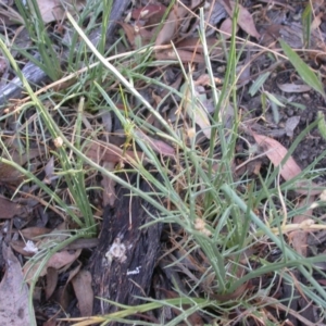 Eryngium ovinum at Hackett, ACT - 25 Dec 2015