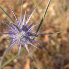 Eryngium ovinum (Blue Devil) at Hackett, ACT - 25 Dec 2015 by waltraud