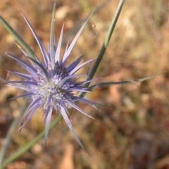 Eryngium ovinum (Blue Devil) at Mount Majura - 24 Dec 2015 by waltraud