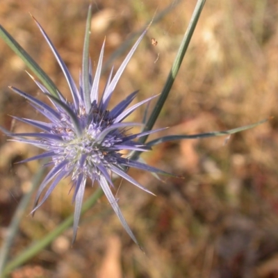 Eryngium ovinum (Blue Devil) at Hackett, ACT - 25 Dec 2015 by waltraud