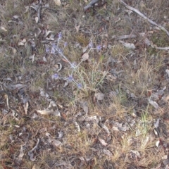 Eryngium ovinum at Hackett, ACT - 25 Dec 2015 12:00 AM