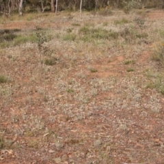 Leucochrysum albicans subsp. tricolor at Hackett, ACT - 25 Dec 2015