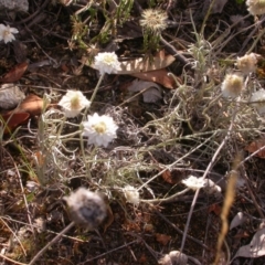 Leucochrysum albicans subsp. tricolor at Hackett, ACT - 25 Dec 2015