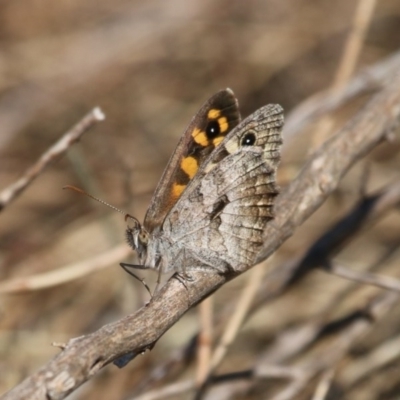 Geitoneura klugii (Marbled Xenica) at Majura, ACT - 23 Dec 2015 by SuziBond