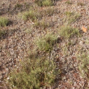 Daviesia genistifolia at Hackett, ACT - 25 Dec 2015