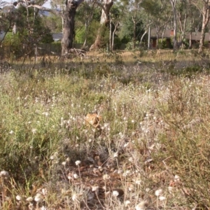 Daviesia genistifolia at Hackett, ACT - 25 Dec 2015 12:00 AM