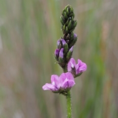 Cullen microcephalum (Dusky Scurf-pea) at Namadgi National Park - 21 Nov 2015 by KenT