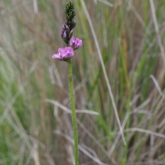 Cullen microcephalum at Tennent, ACT - 22 Nov 2015