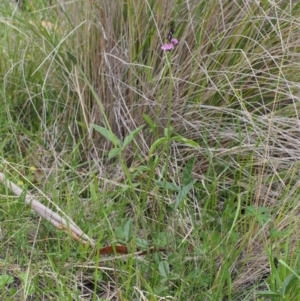 Cullen microcephalum at Tennent, ACT - 22 Nov 2015 08:54 AM