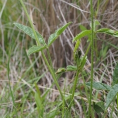 Cullen microcephalum at Tennent, ACT - 22 Nov 2015