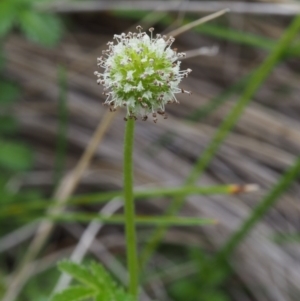 Acaena novae-zelandiae at Tennent, ACT - 22 Nov 2015 09:13 AM