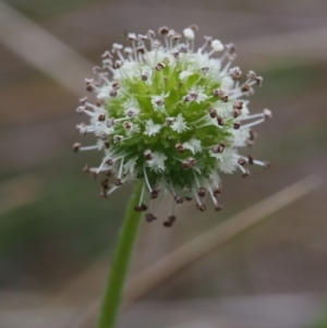 Acaena novae-zelandiae at Tennent, ACT - 22 Nov 2015 09:13 AM