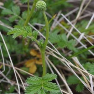 Acaena novae-zelandiae at Tennent, ACT - 22 Nov 2015