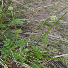 Acaena novae-zelandiae at Tennent, ACT - 22 Nov 2015 09:13 AM