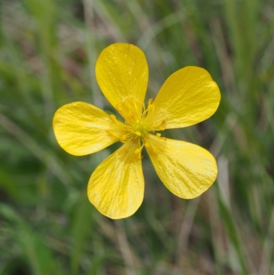 Ranunculus lappaceus (Australian Buttercup) at Namadgi National Park - 21 Nov 2015 by KenT