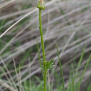 Ranunculus lappaceus at Tennent, ACT - 22 Nov 2015 09:01 AM