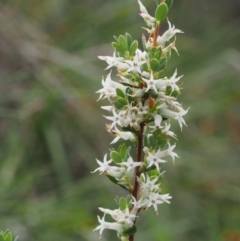 Brachyloma daphnoides (Daphne Heath) at Tennent, ACT - 21 Nov 2015 by KenT