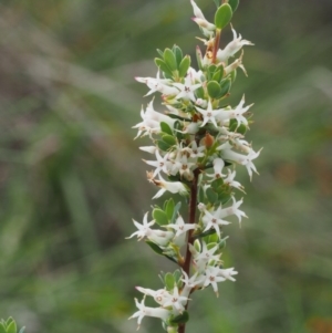 Brachyloma daphnoides at Tennent, ACT - 22 Nov 2015