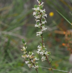 Brachyloma daphnoides at Tennent, ACT - 22 Nov 2015