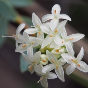 Pimelea linifolia subsp. caesia at Tennent, ACT - 22 Nov 2015