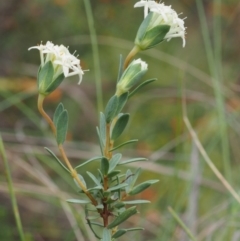 Pimelea linifolia subsp. caesia at Tennent, ACT - 22 Nov 2015