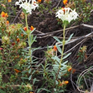 Pimelea linifolia subsp. caesia at Tennent, ACT - 22 Nov 2015