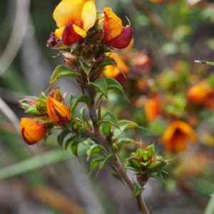 Pultenaea procumbens at Tennent, ACT - 22 Nov 2015 09:53 AM