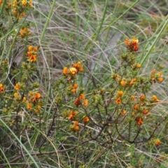 Pultenaea procumbens at Tennent, ACT - 22 Nov 2015