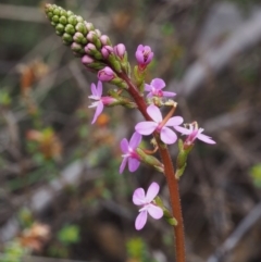 Stylidium armeria subsp. armeria (Trigger Plant) at Tennent, ACT - 21 Nov 2015 by KenT
