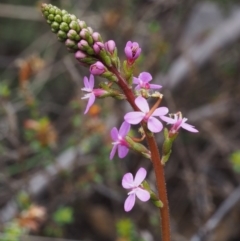 Stylidium armeria subsp. armeria (thrift trigger plant) at Tennent, ACT - 22 Nov 2015 by KenT