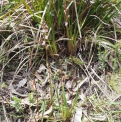 Stylidium armeria subsp. armeria at Tennent, ACT - 22 Nov 2015 10:48 AM