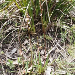 Stylidium armeria subsp. armeria at Tennent, ACT - 22 Nov 2015