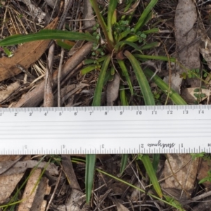 Stylidium armeria subsp. armeria at Tennent, ACT - 22 Nov 2015 10:48 AM