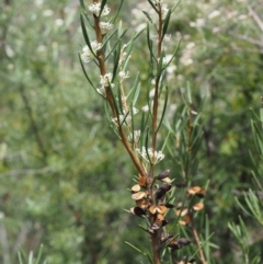 Hakea microcarpa (Small-fruit Hakea) at Namadgi National Park - 22 Nov 2015 by KenT