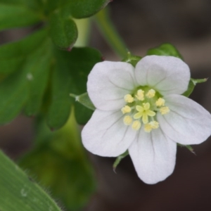 Geranium solanderi var. solanderi at Tennent, ACT - 22 Nov 2015