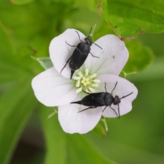 Geranium solanderi var. solanderi at Tennent, ACT - 22 Nov 2015